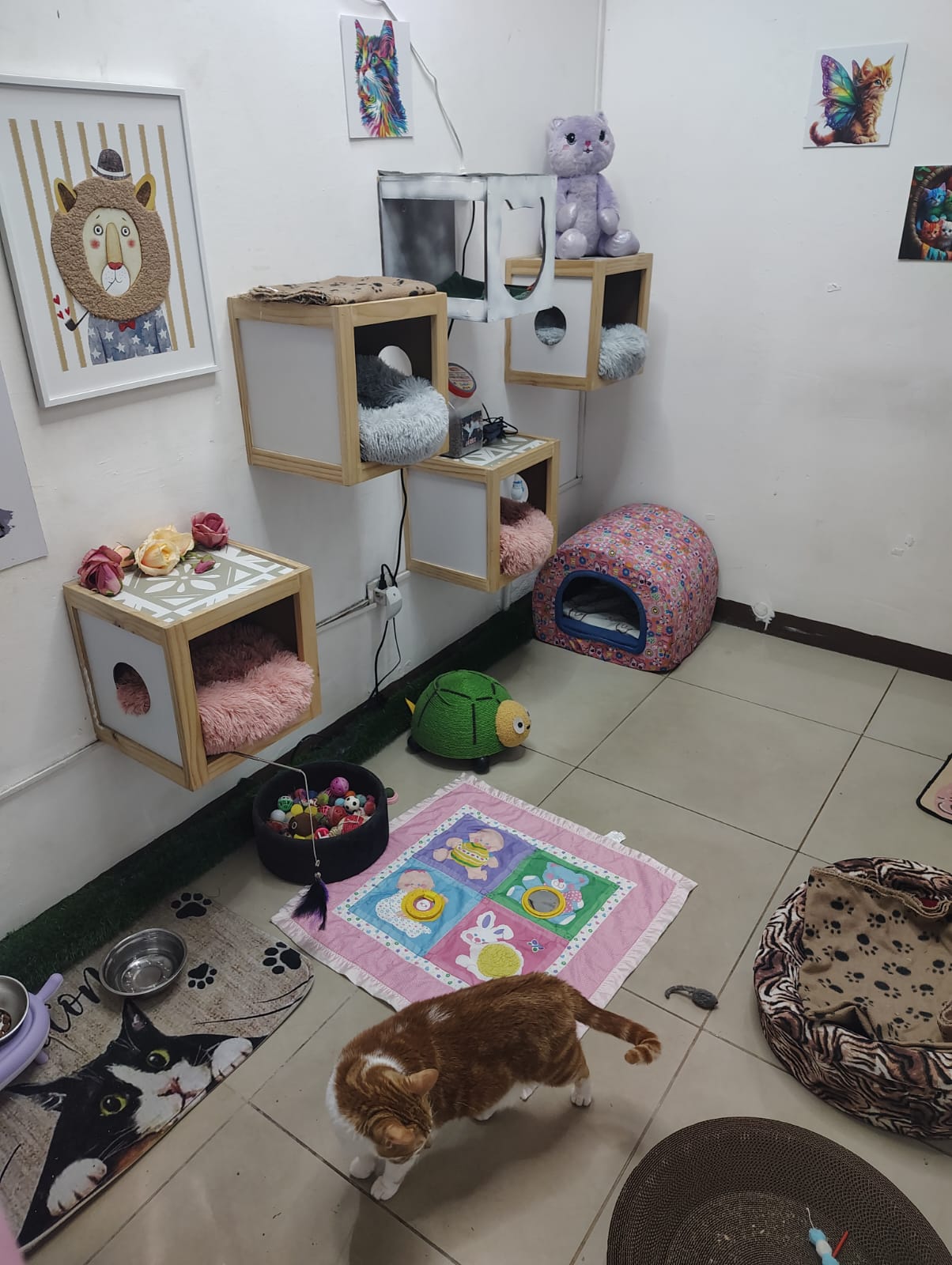 Hotel para gatos