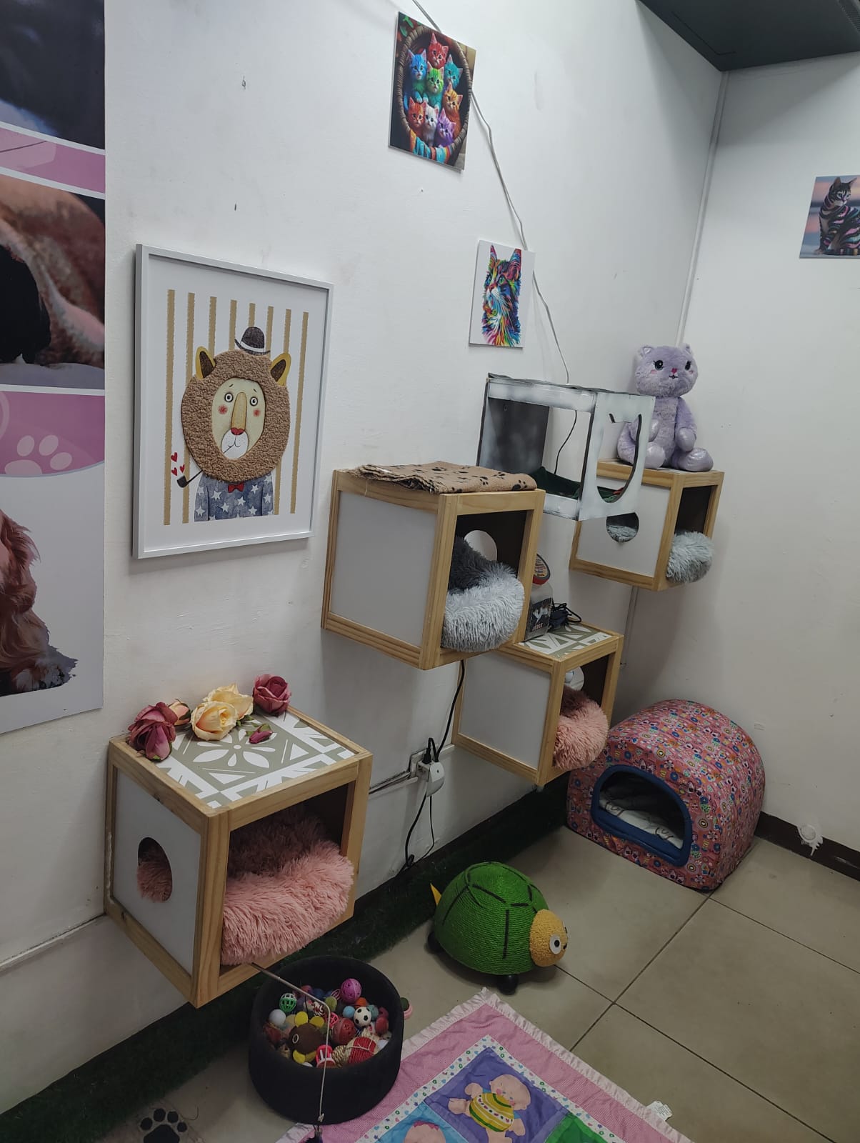 Hotel para gatos